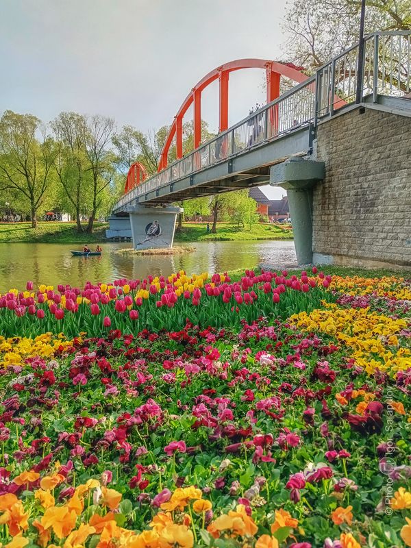 Река в цвету фото превью