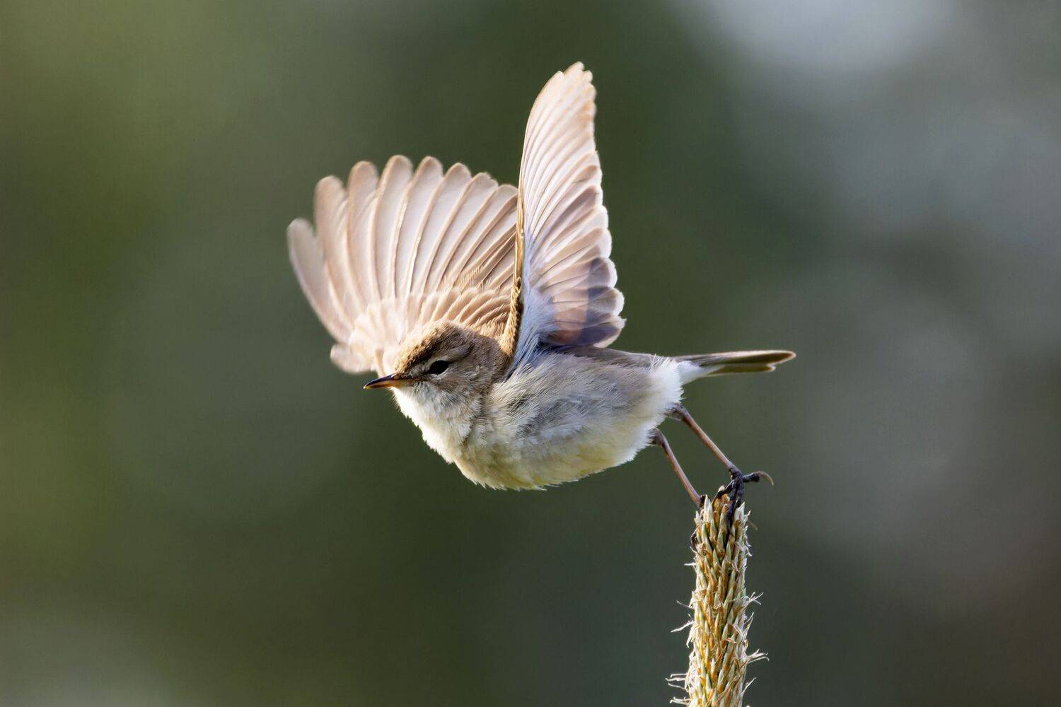 камышовка, птицы, фото птиц, Александр Шипиленко