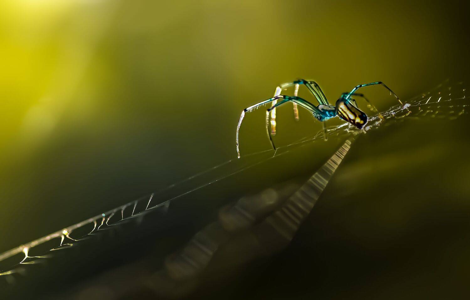 spider, animal, wild, insect, arachnid, leaf, macro,, Atul Saluja