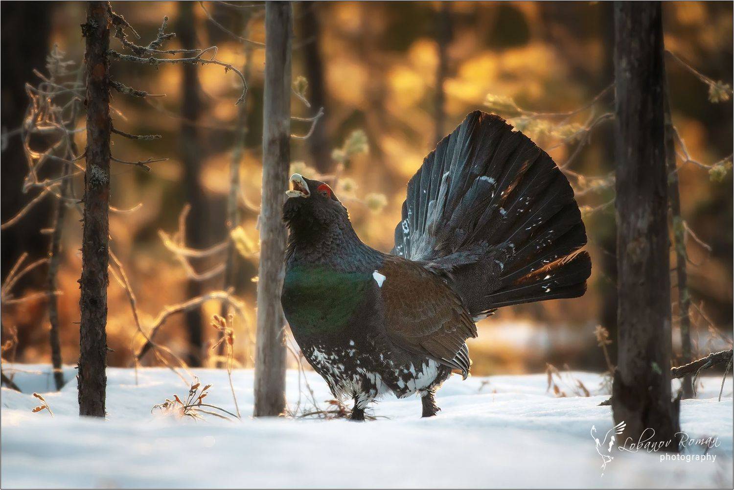 , Роман Лобанов