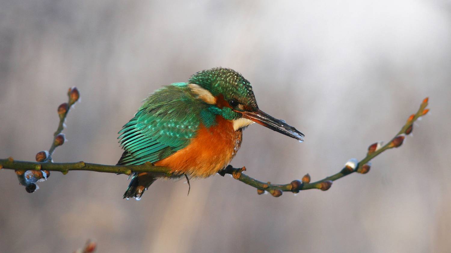 зимородок, обыкновенный зимородок, alcedo atthis, common kingfisher, kingfisher, Бондаренко Георгий