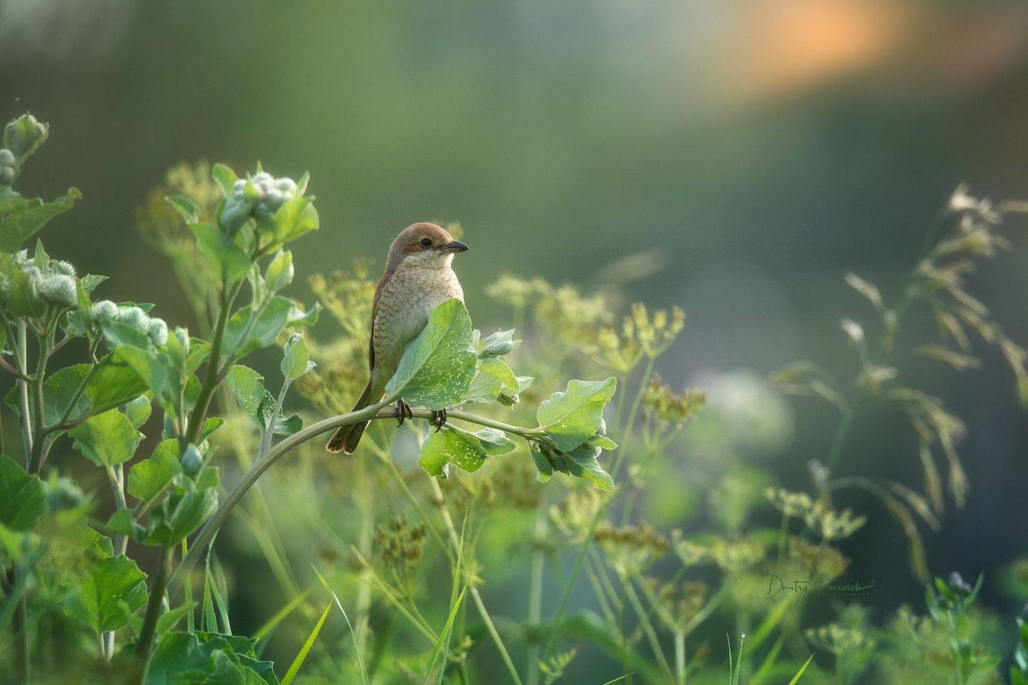 природа, лес, поля, огороды, животные, птицы, макро, Посевич Дмитрий