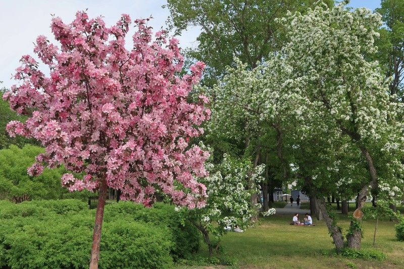 город,новосибирск,лето,деревья,паркгородскоеначало,михайловсаянабережная В первый день лета фото превью