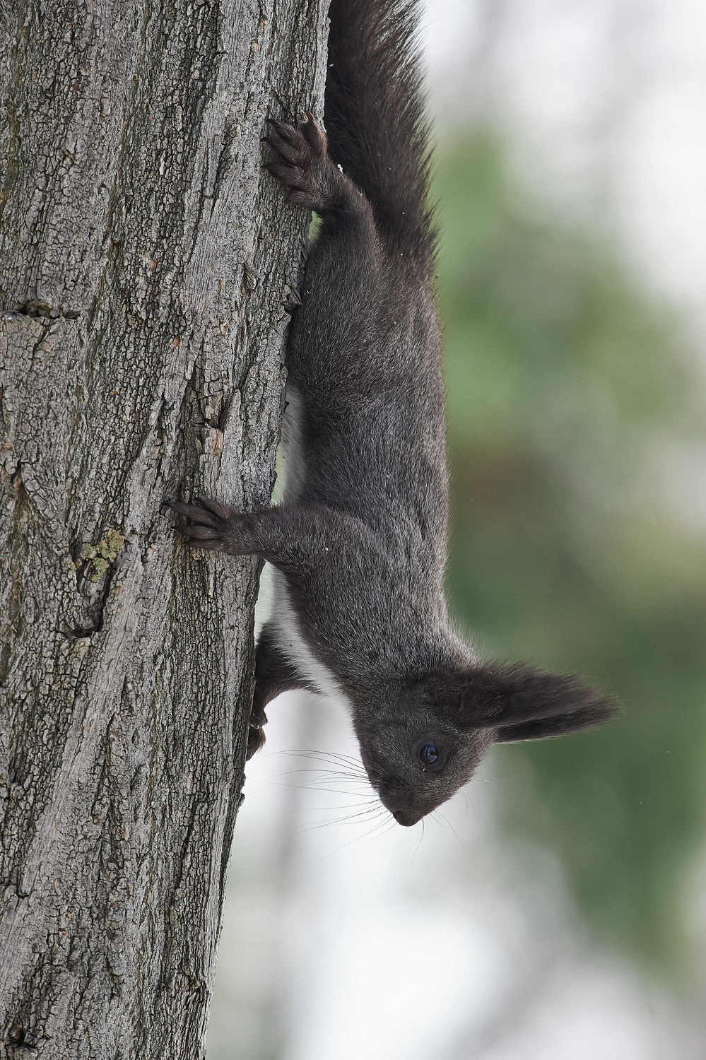 Sciurus vulgaris, volgograd, russia, wildlife,, Сторчилов Павел