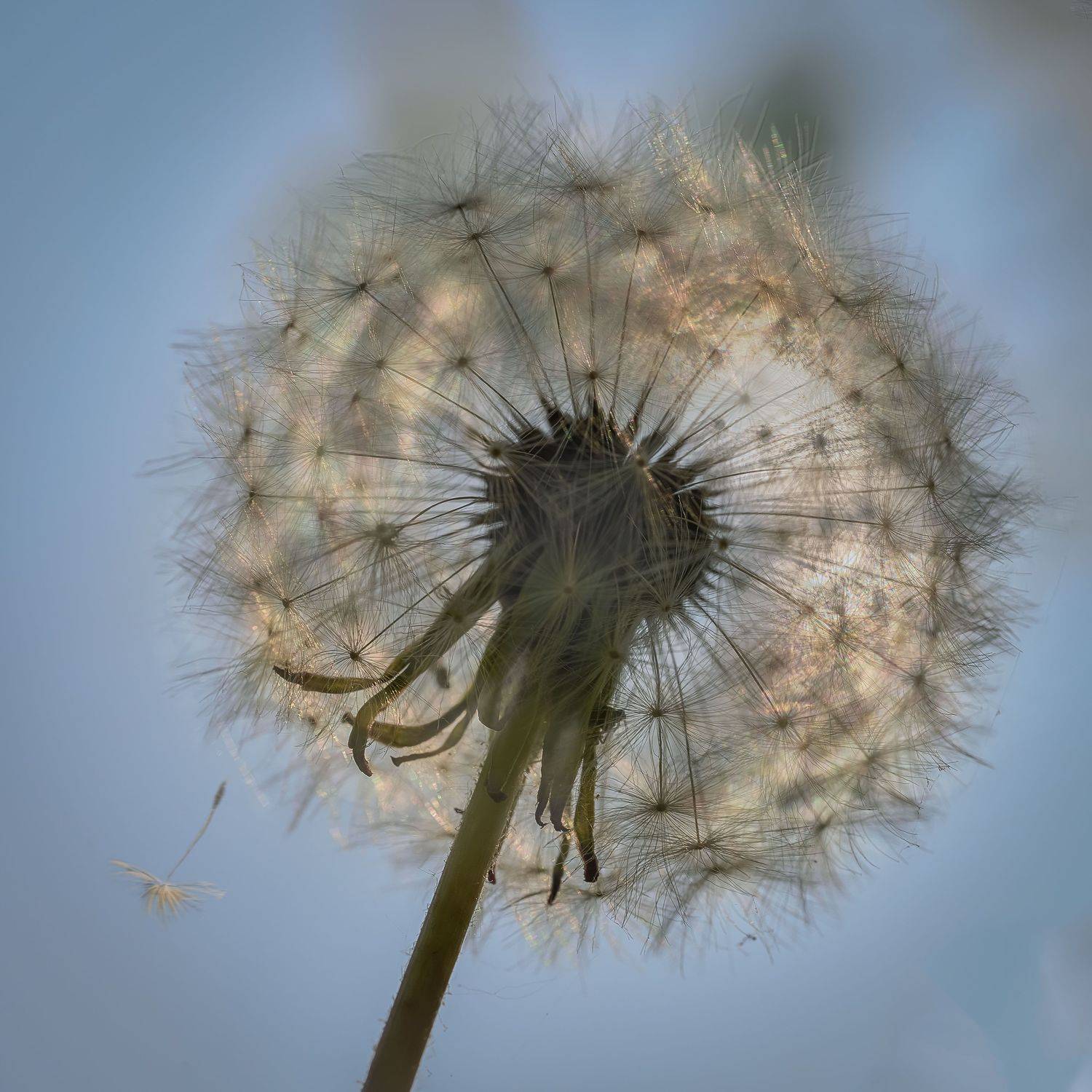 , Борис Дацковский