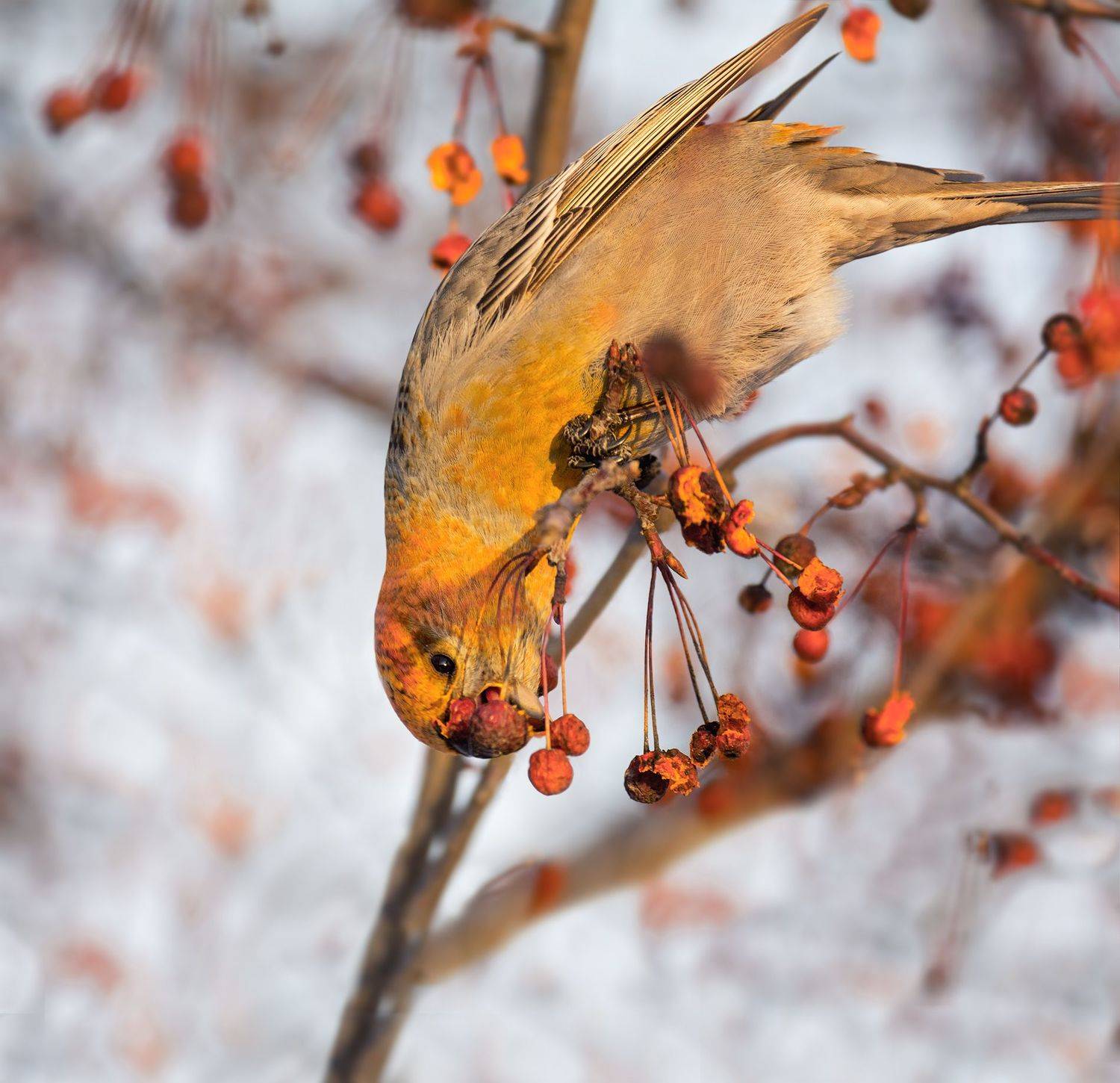 птица, щур, самка, зима,, Марина Мочалова