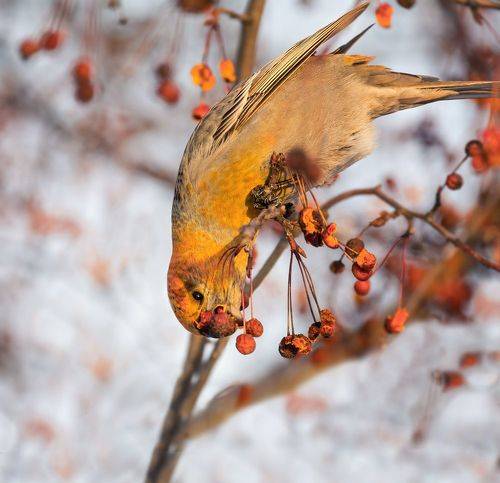 щур обедает