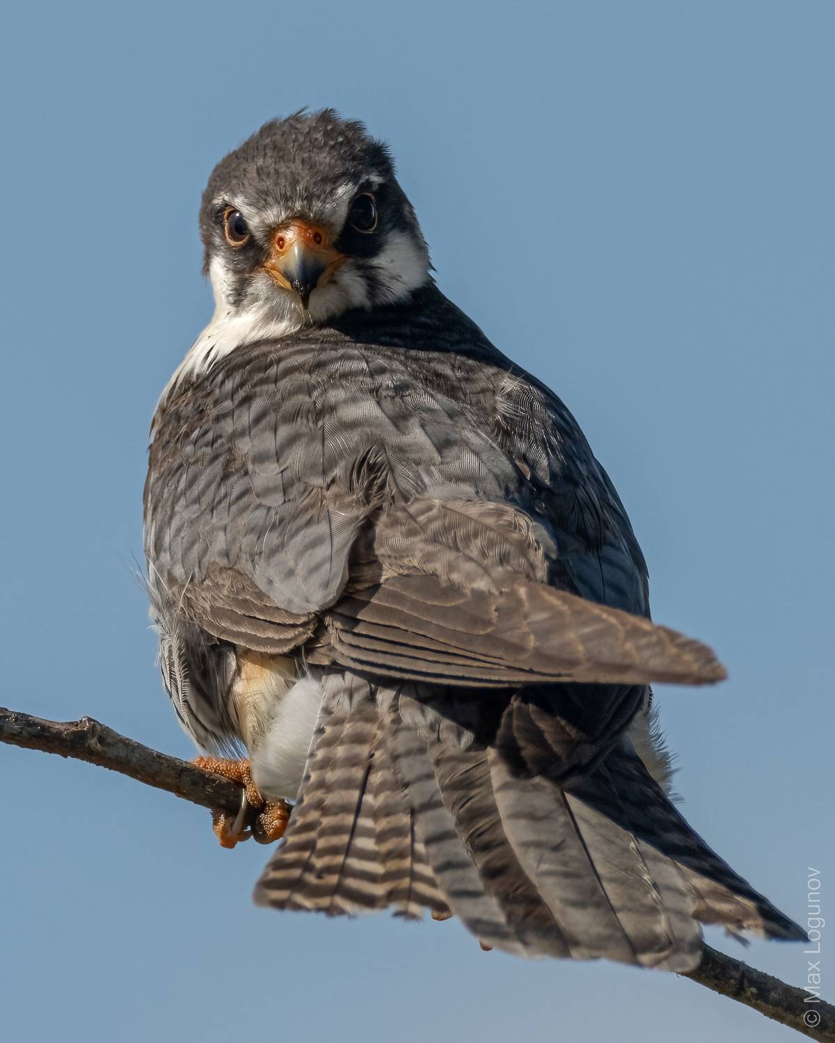 , Логунов Максим