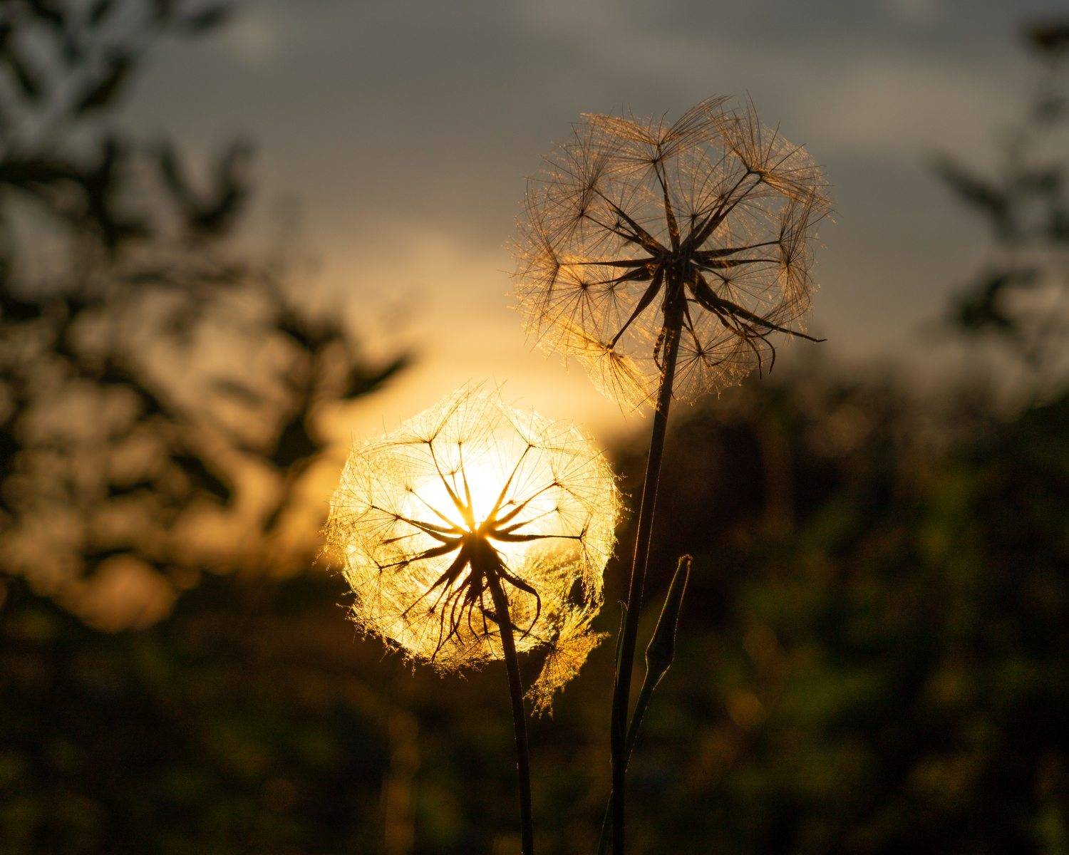 , Светлана Кондрашова