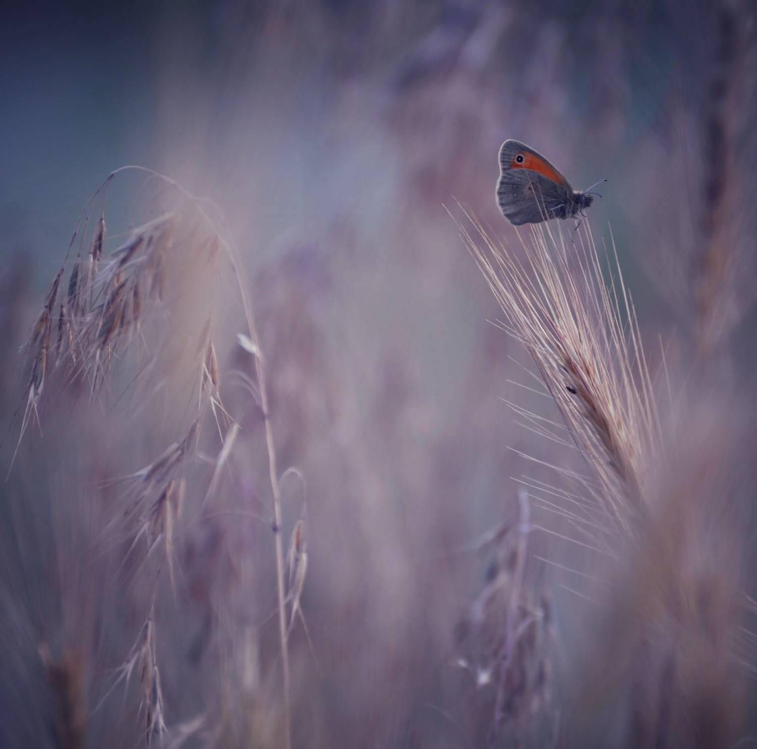 , Герчев Николай