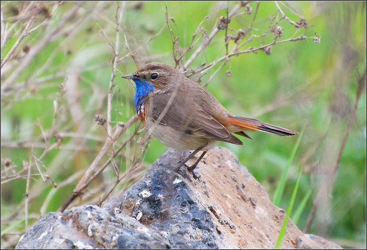 москва, парк, птица, воракушка, АНАТОЛИЙ ДОВЫДЕНКО