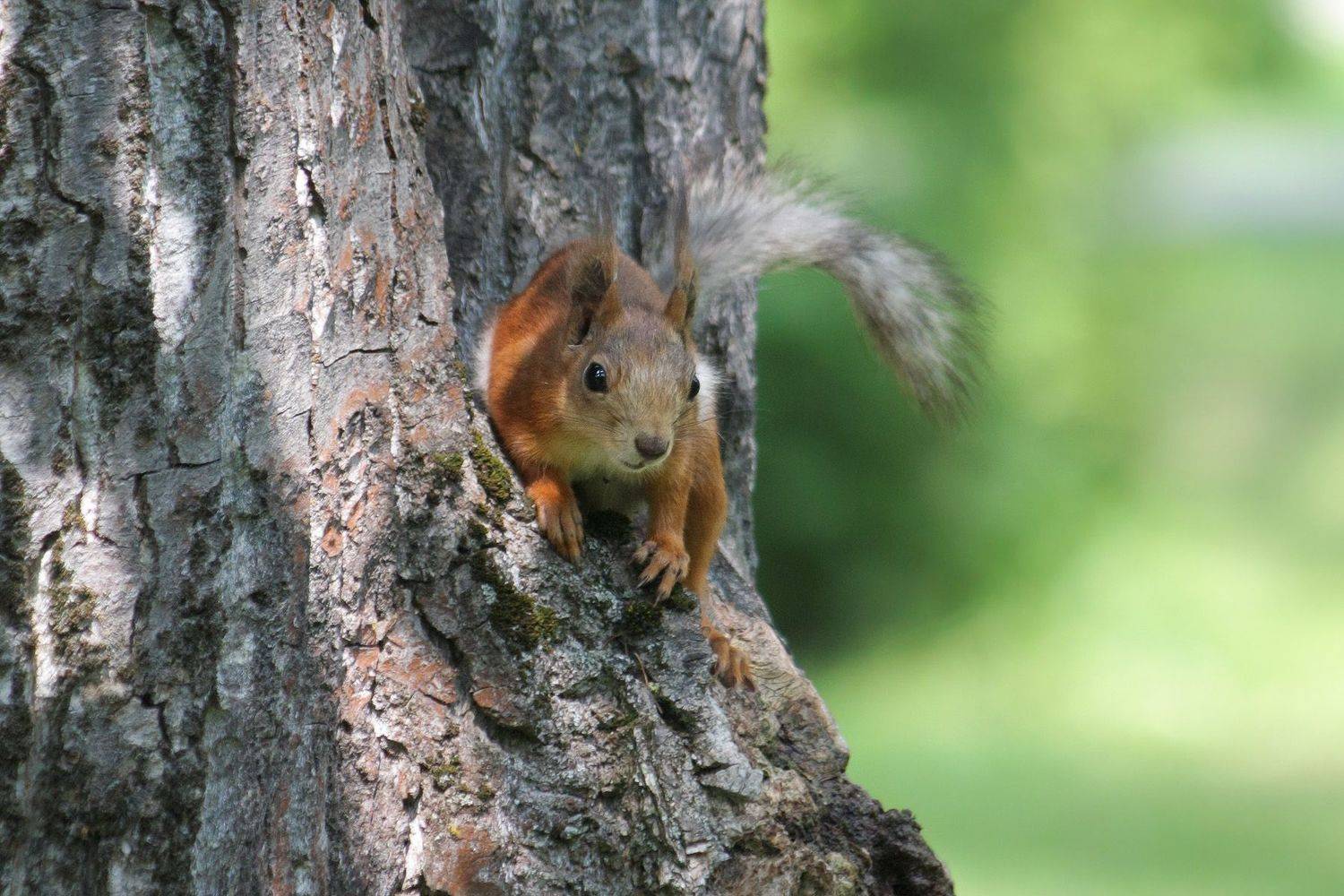 белка, КарОл