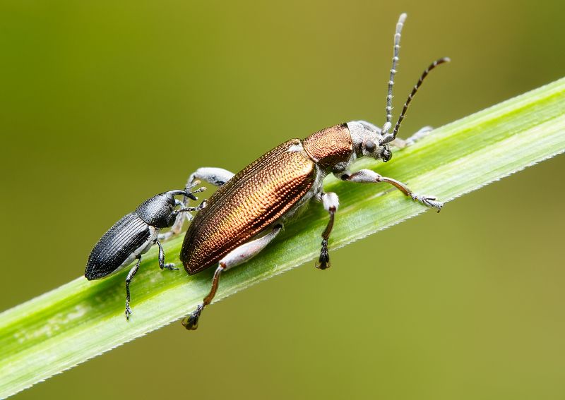 this is sparta, радужница простая, donacia simplex, радужницы, donaciinae, долгоносик, limnobaris t-album, жук This is Spartaaaa!! (Дорогу слонам султана!!!) фото превью