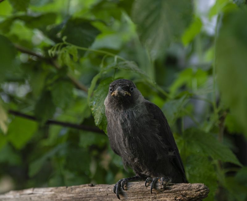 Галчонок фото превью