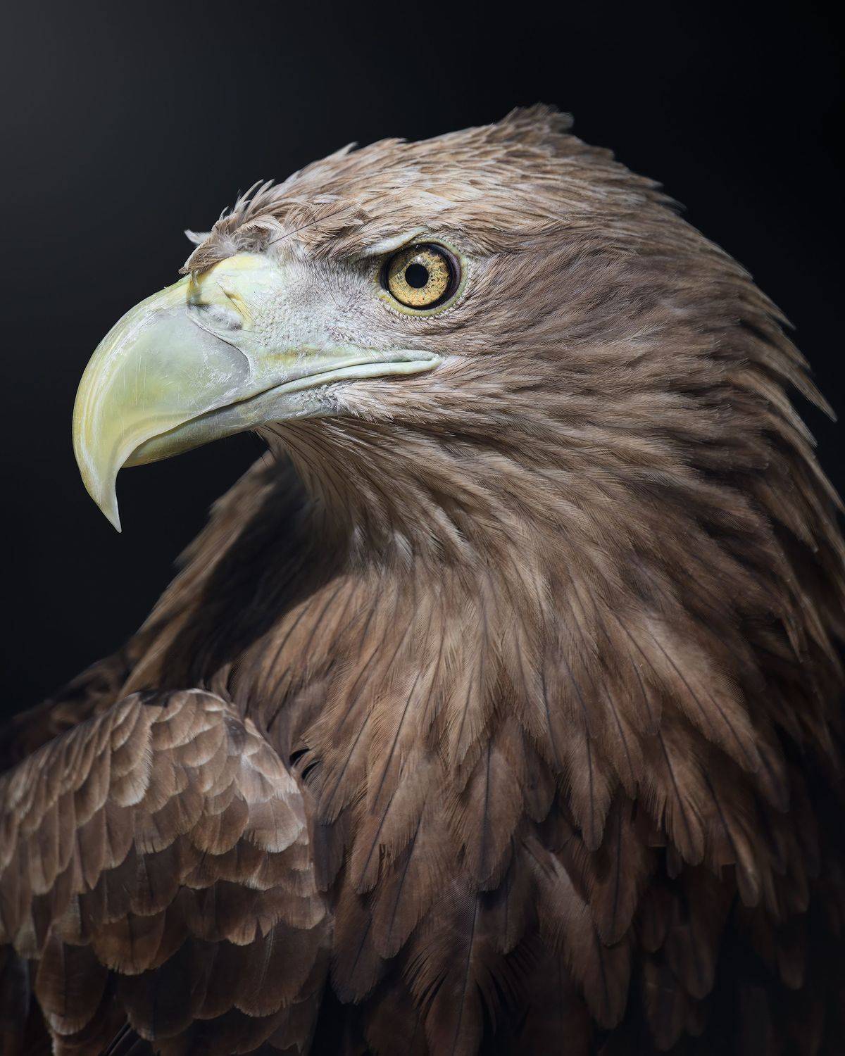 , Поляков Михаил