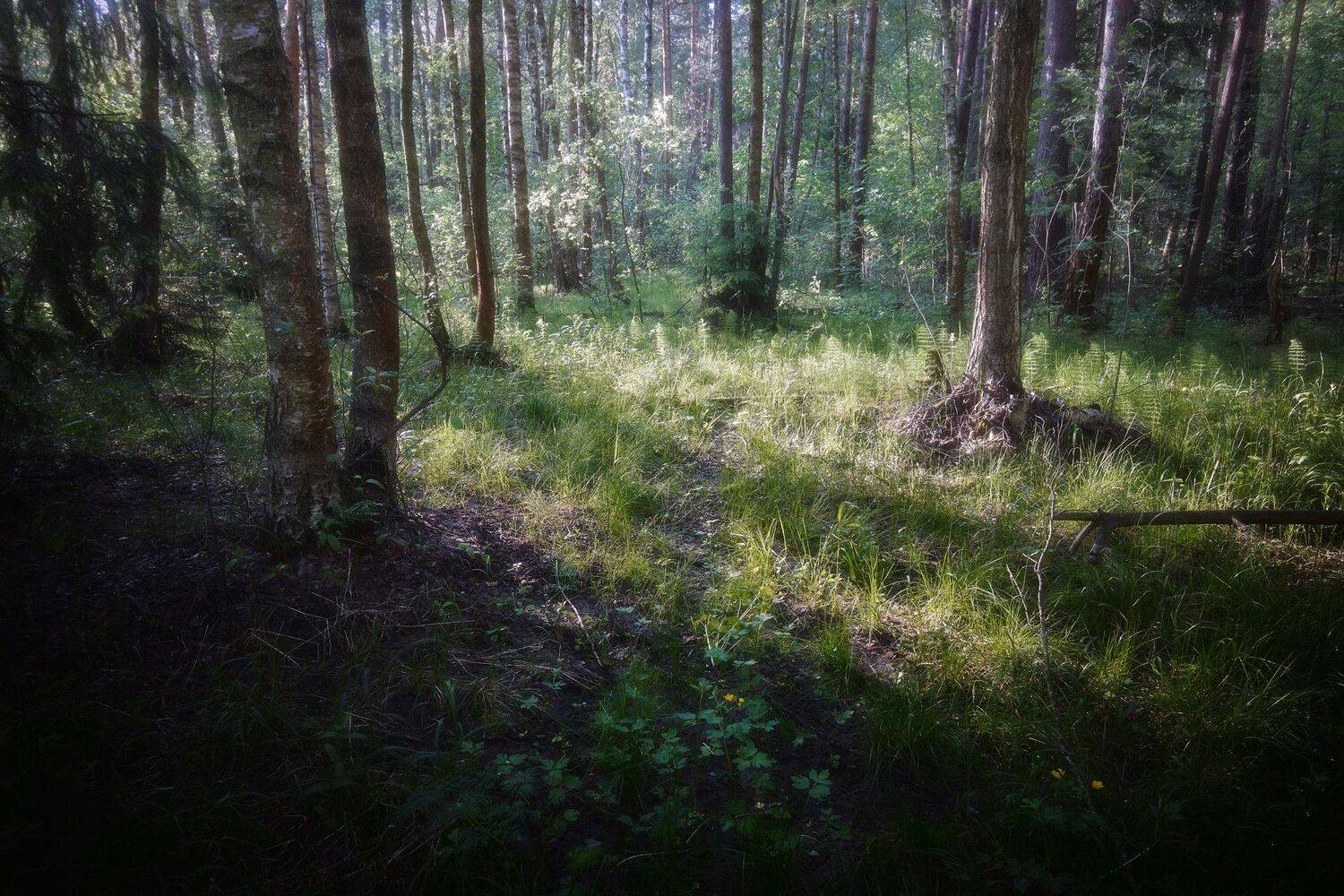 лес, весна, деревья, пейзаж, forest, woodland, trees, landscape, spring, Валерий Вождаев