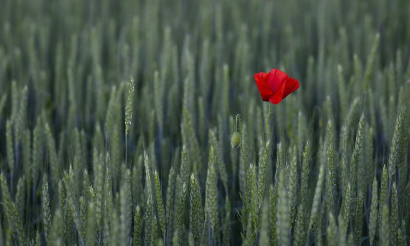 Одинокий... фото превью