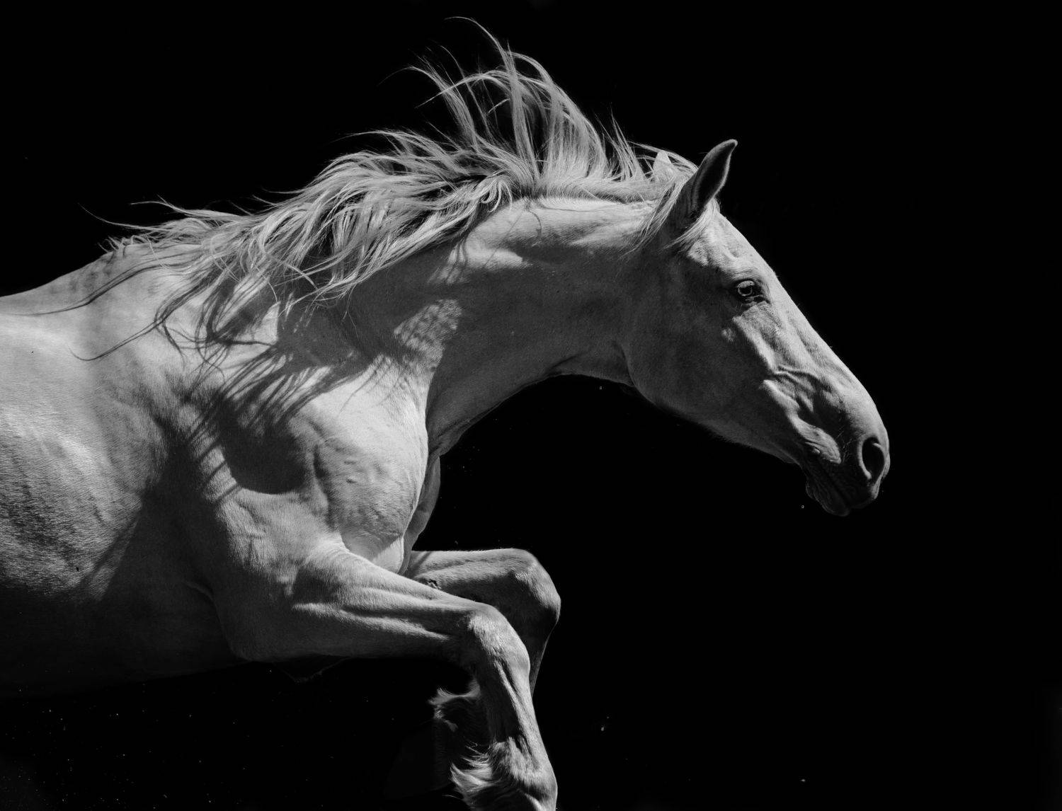 horse, equestrian, лошадь, жеребец, Кристина Ксендзова