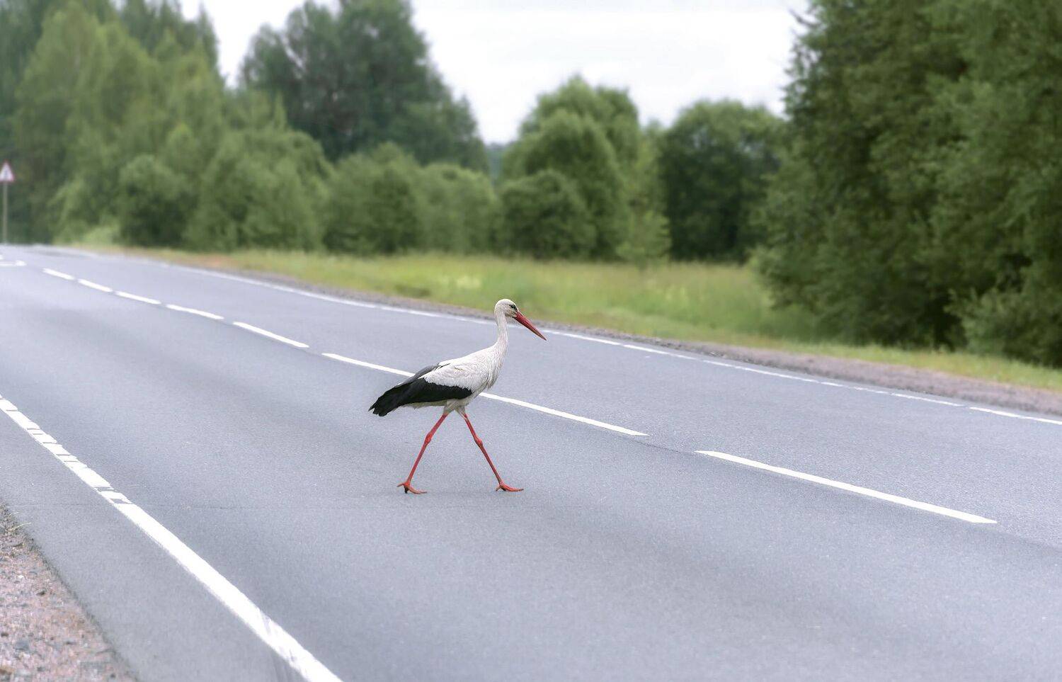 аист, Сергей Аникин