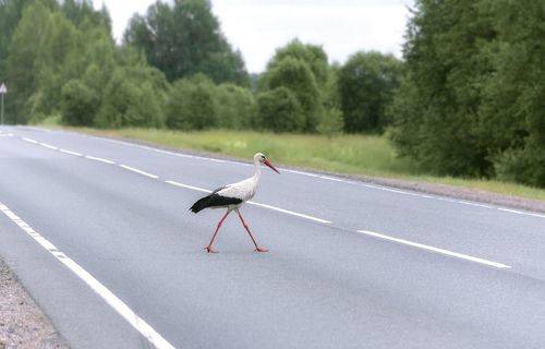 Пешеход - нарушитель