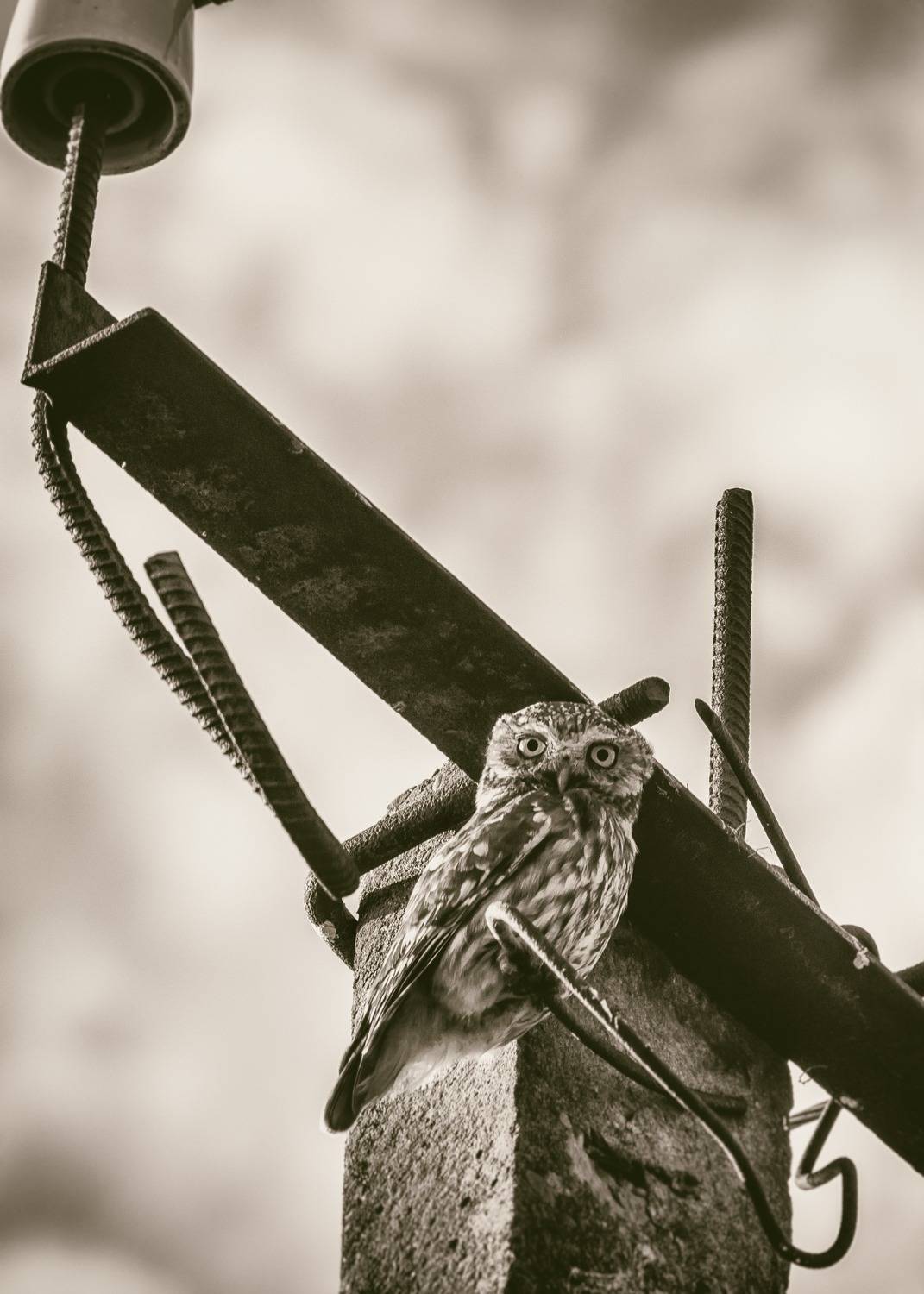 Сыч, хищник, птица, Shadow Anna