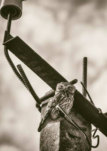 Наблюдатель