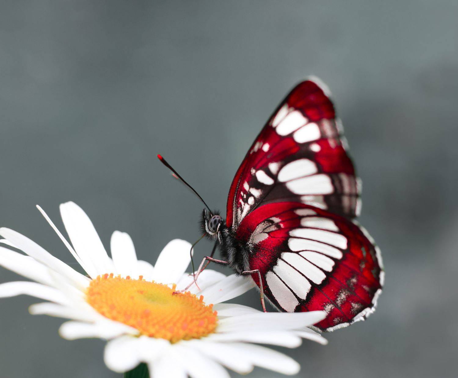 , Julia Khvorostyanaya