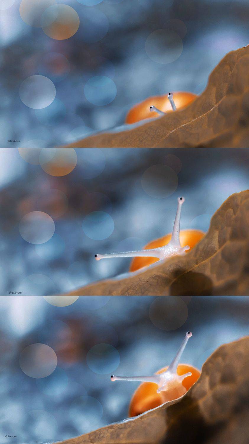 , Julia Khvorostyanaya