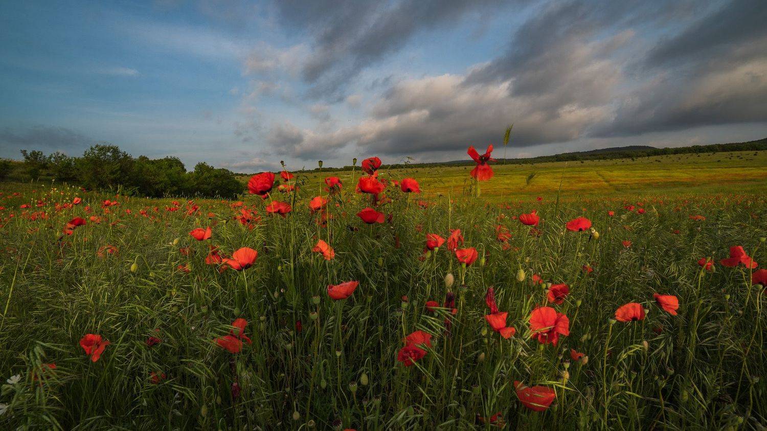 маки крым, Котенко Вадим