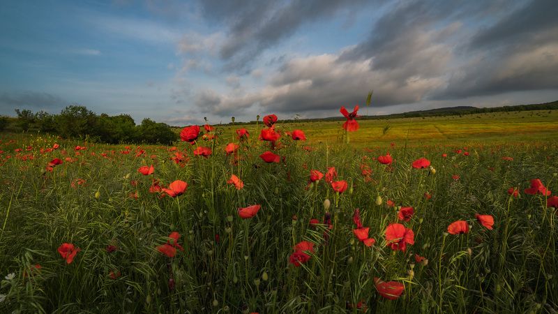 маки крым Маки в закатном свете фото превью