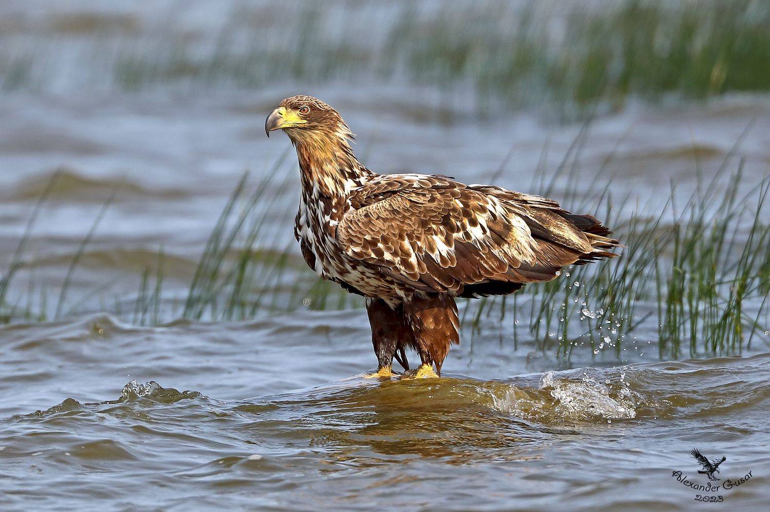 , Гусар Александр
