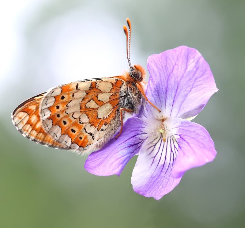 Майская нежность. фото превью