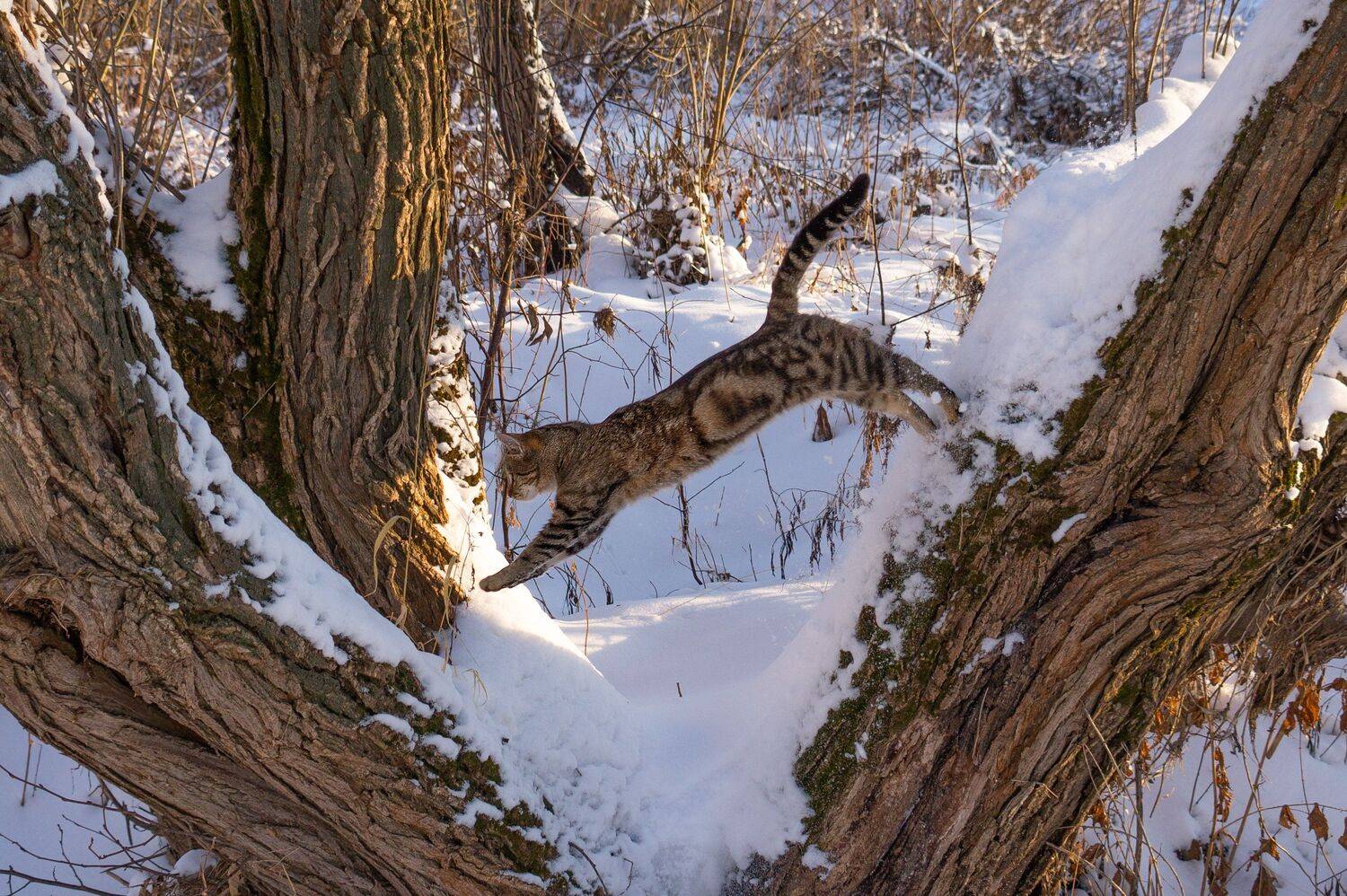 , Светлана Кондрашова