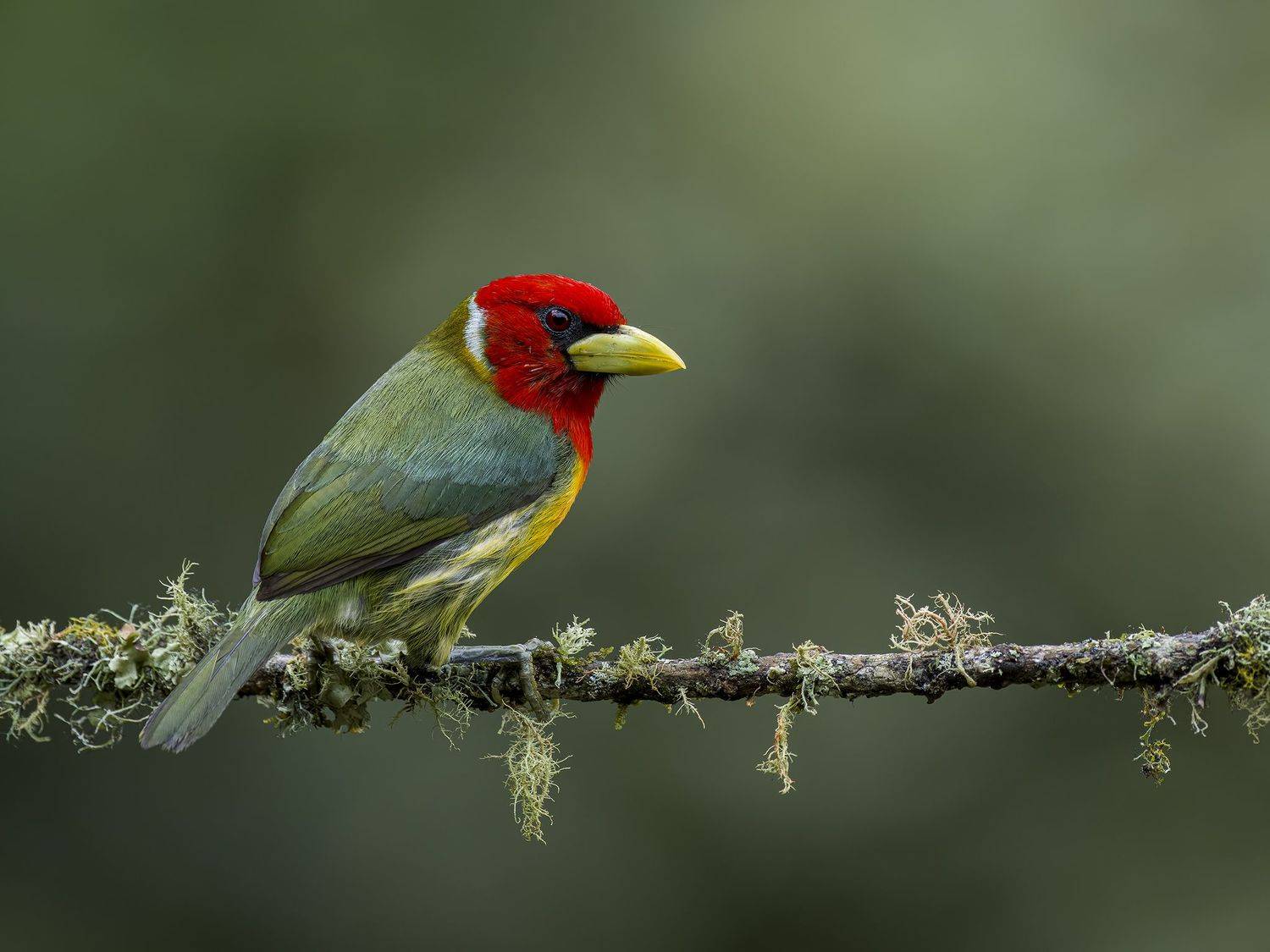 , Burgalin Sequeira Fernando