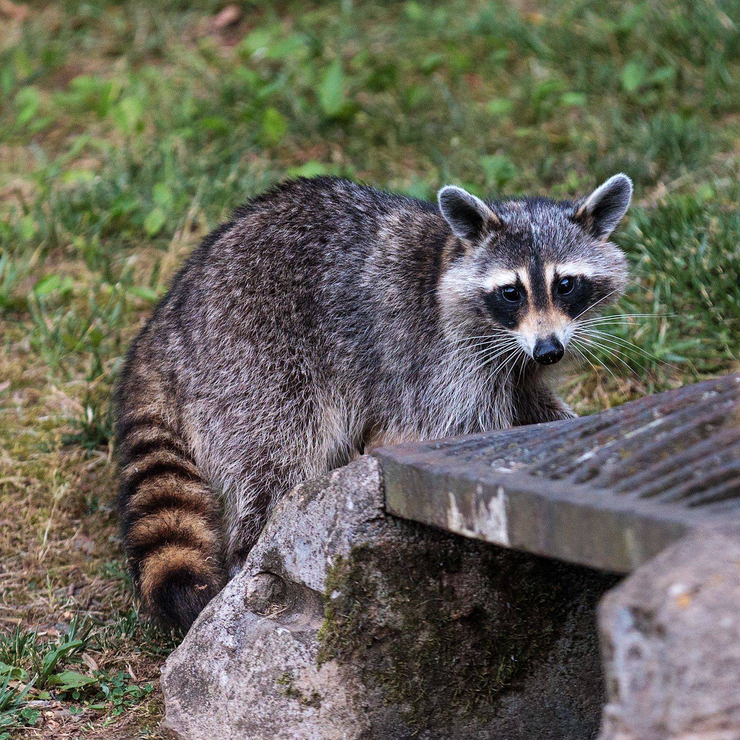 , Леонид Дьяченко