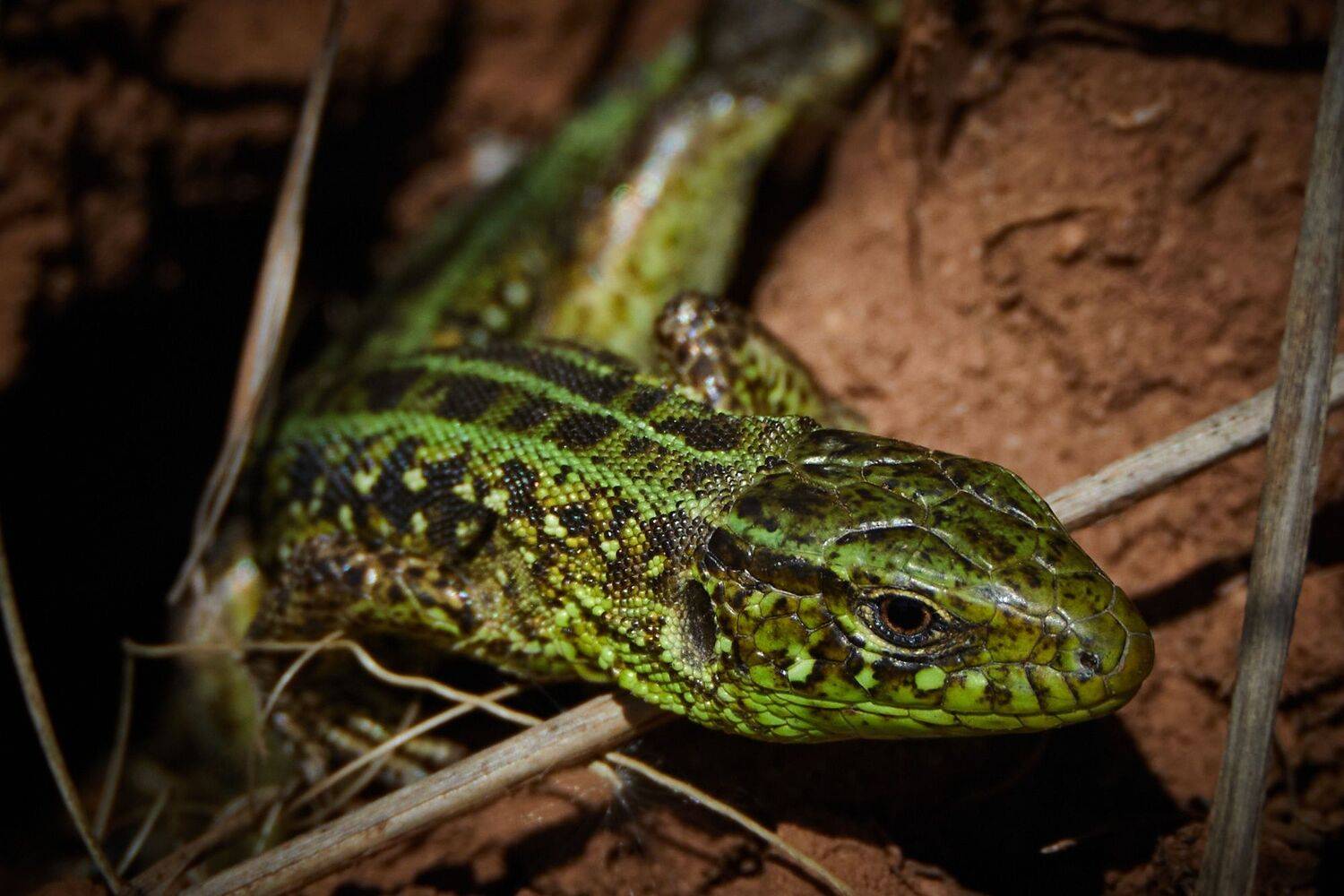 , Гильманов Артур