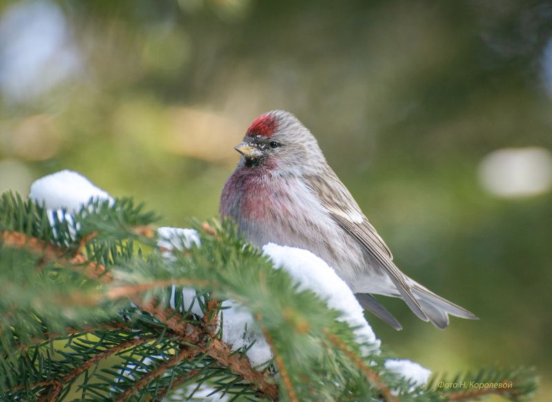 Птицы чечетка Чечеточка фото превью