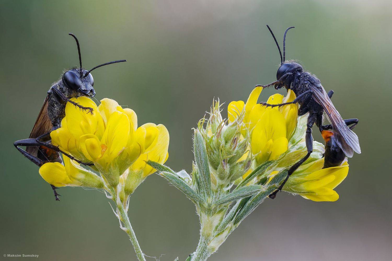 , Максим Сумской
