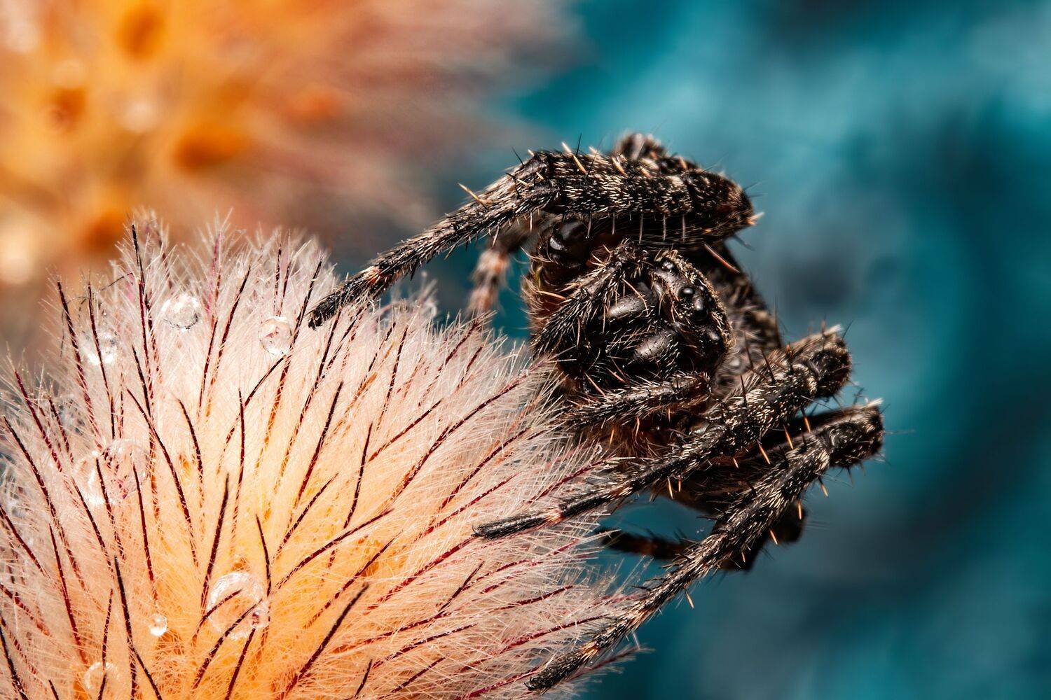 spider, arachnid, spiderlovers, nature, spiderphoto, macrophoto, macrophotography, Stephane