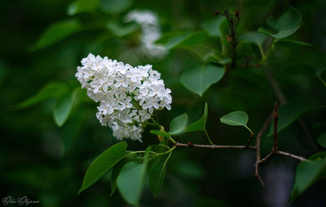 , Орлов Олег