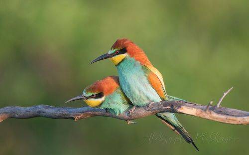 European Bee-eater