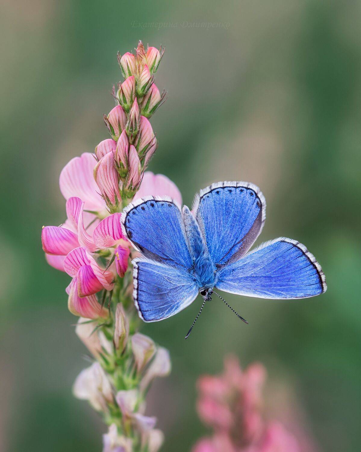 макро, бабочка, голубянка, весна, цветы, икар, крым, эспарцет, природа, Дмитренко Екатерина