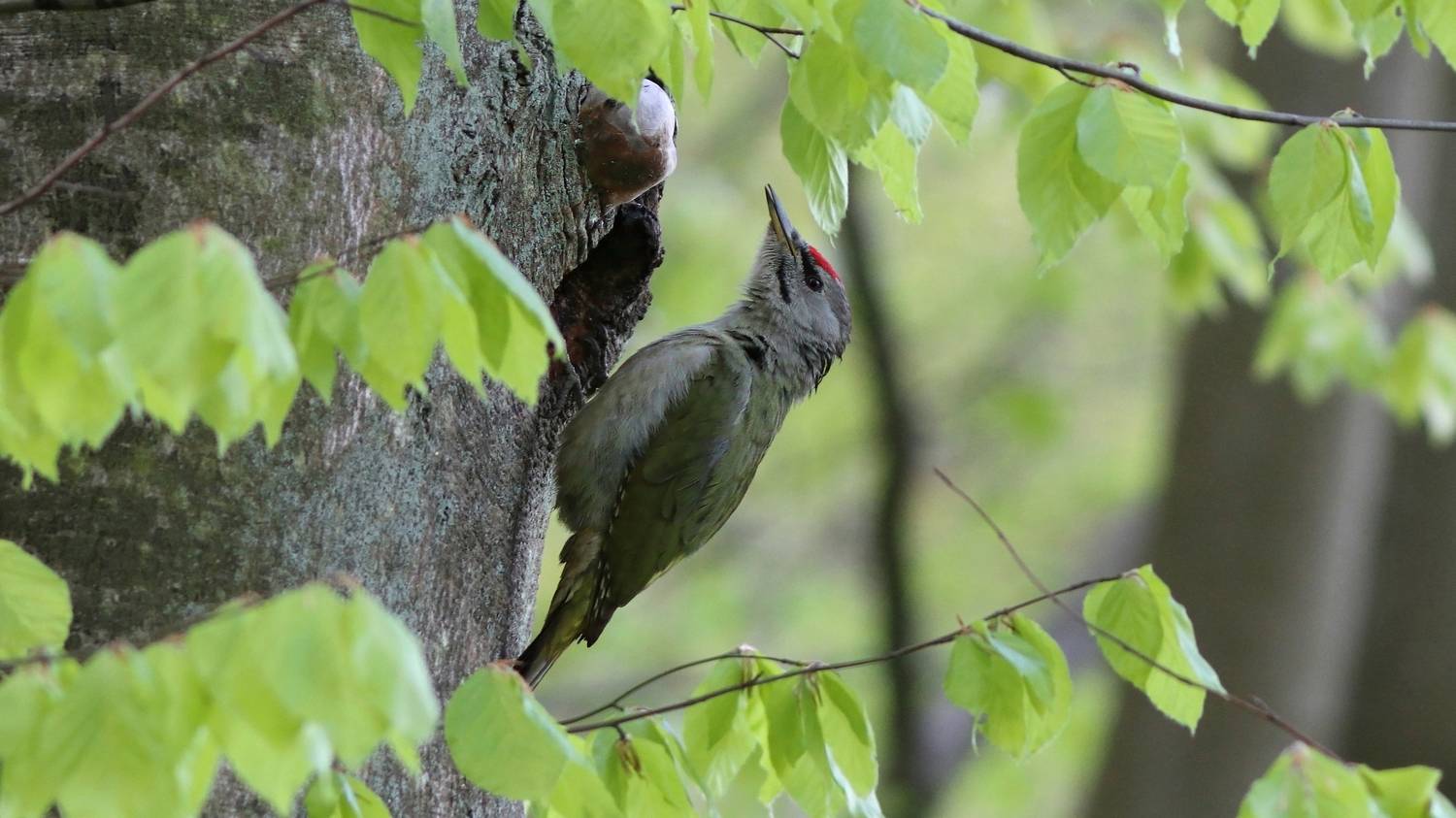 седой дятел, седоголовый дятел, дятел, picus canus, picus, grey-headed woodpecker, woodpecker, Бондаренко Георгий