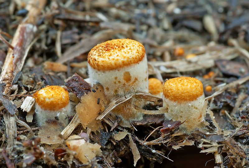 Удивительный гриб - бокальчик гладкий фото превью