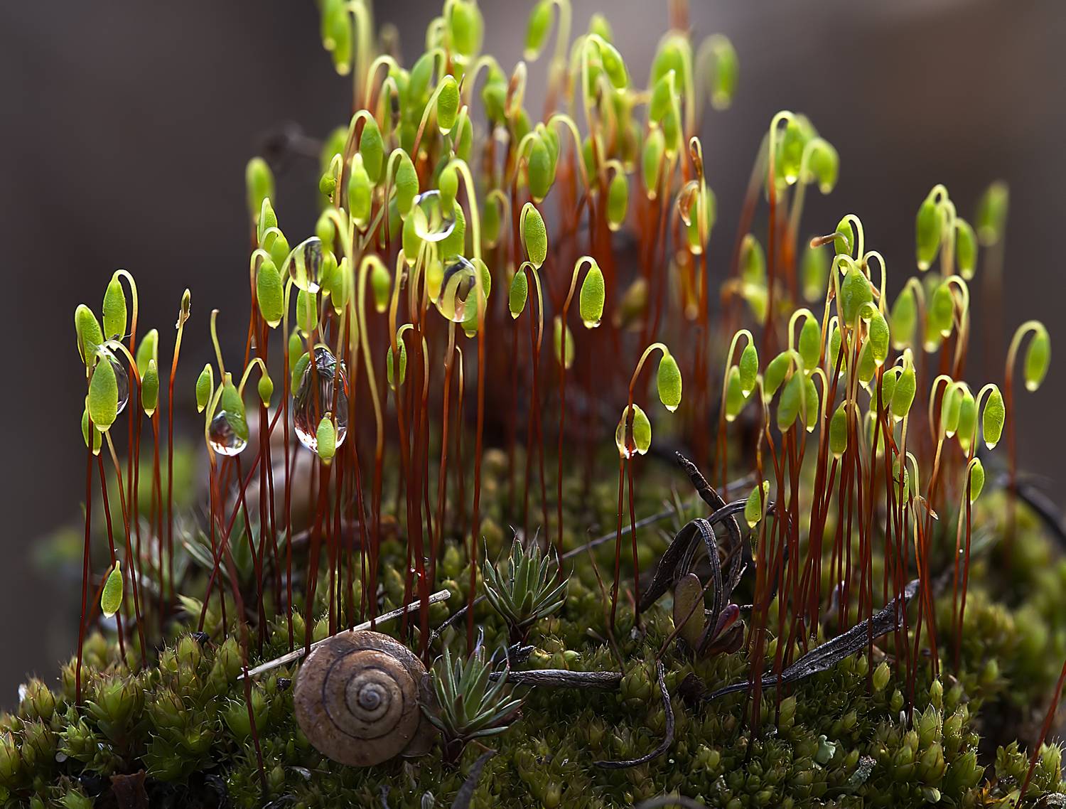 мох, капли, раковина, макро, Широких Александр