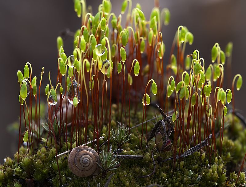 мох, капли, раковина, макро Макропейзаж с раковиной фото превью