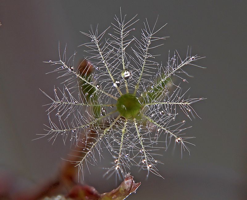 Звёздочка фото превью