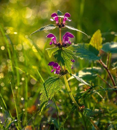 Утро в лесу