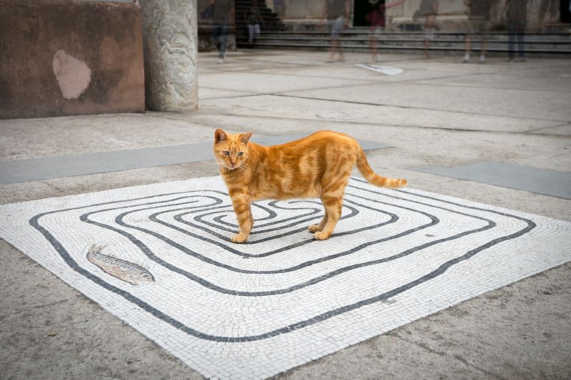 Nel mezzo del cammin di nostra vita, me... sono perso... фото превью