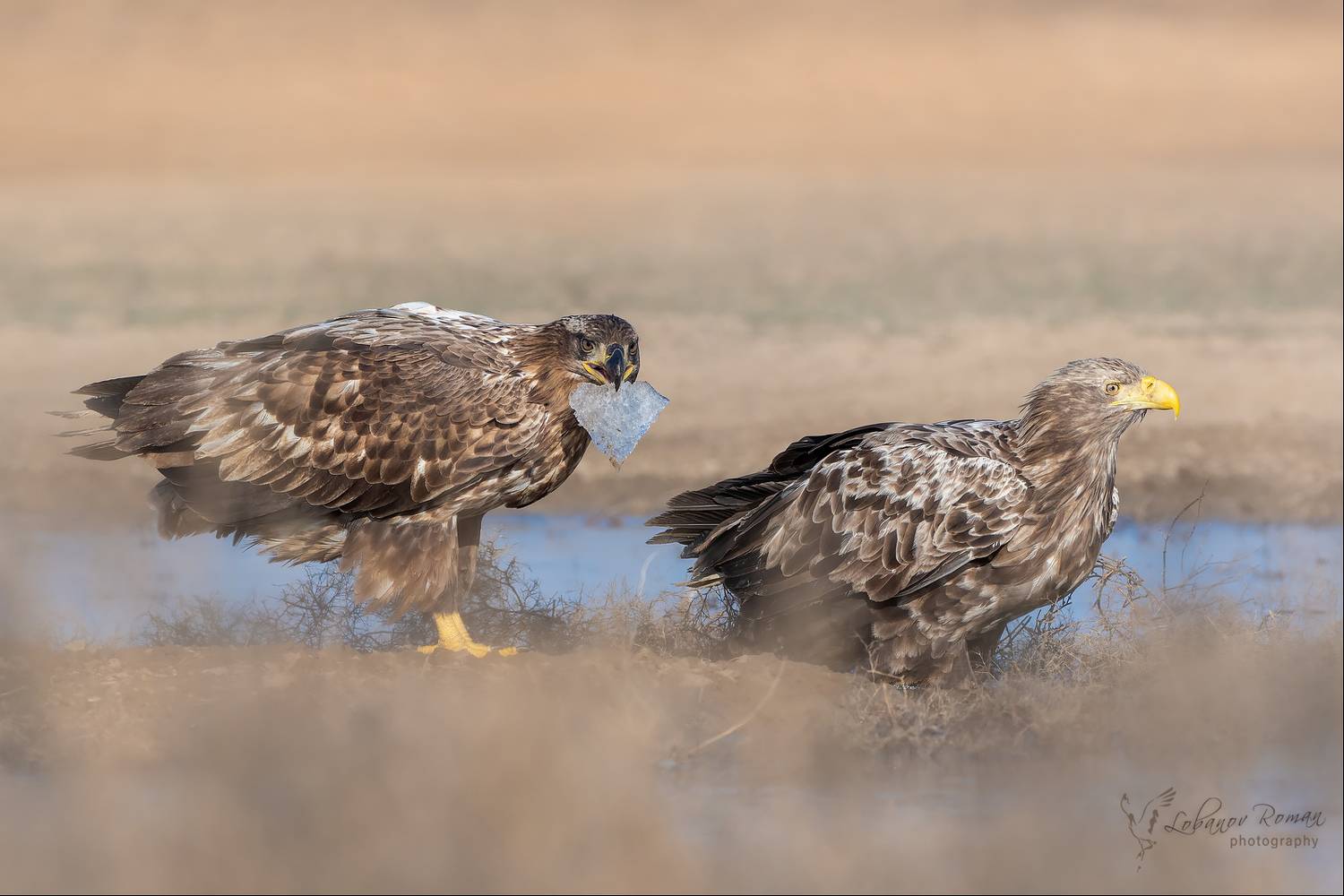 орлан.заказник, Роман Лобанов